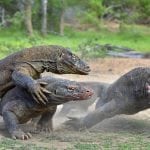 Komodo Dragon Tour