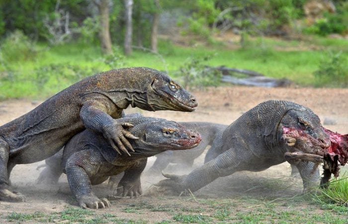 Komodo Dragon Tour