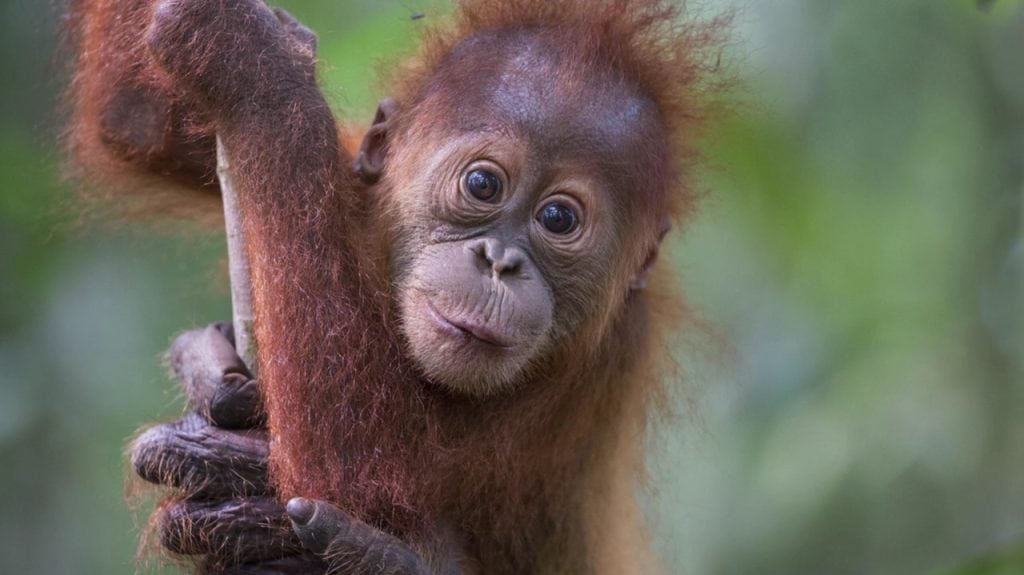 Orangutan Tour baby
