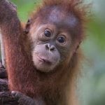 Orangutan Tour baby