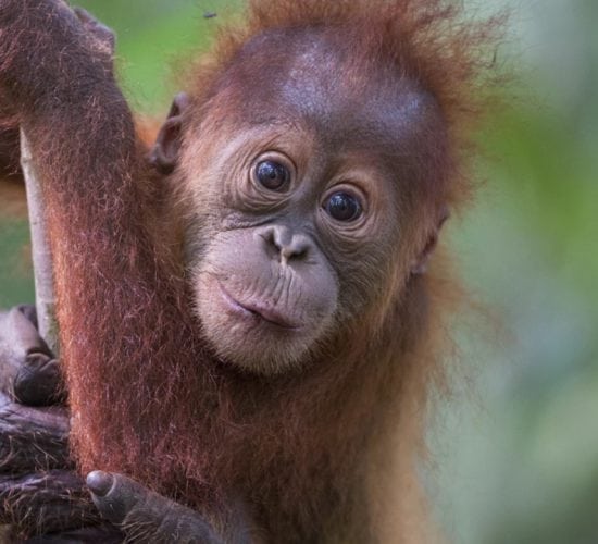 Orangutan Tour baby