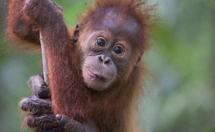 Orangutan Tour baby