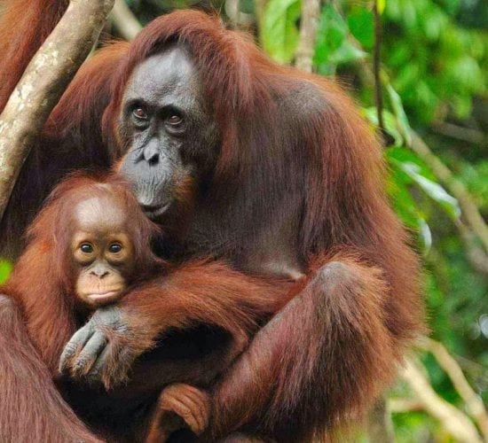 Sumatran Orangutan