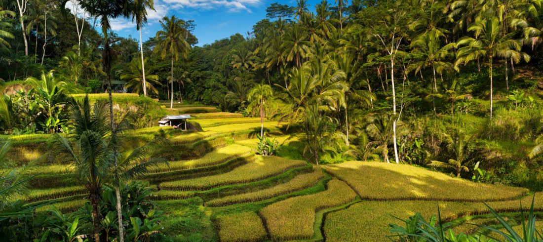 Bali Tour visiting Tegalallang Rice Terraces