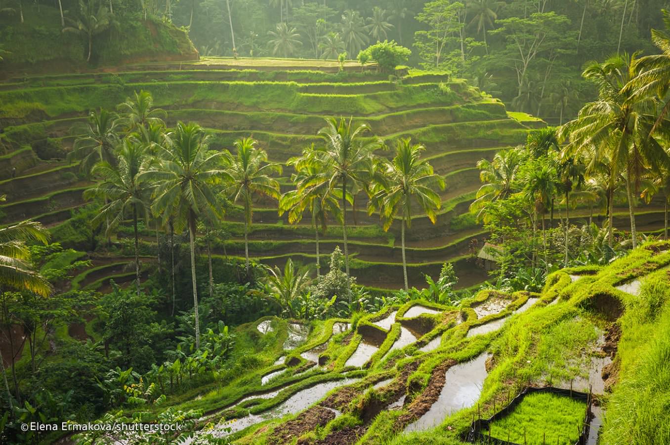 Tegalalang Rice Fields Bali