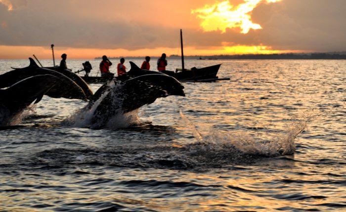 Bali Sunrise Dolphin Tour