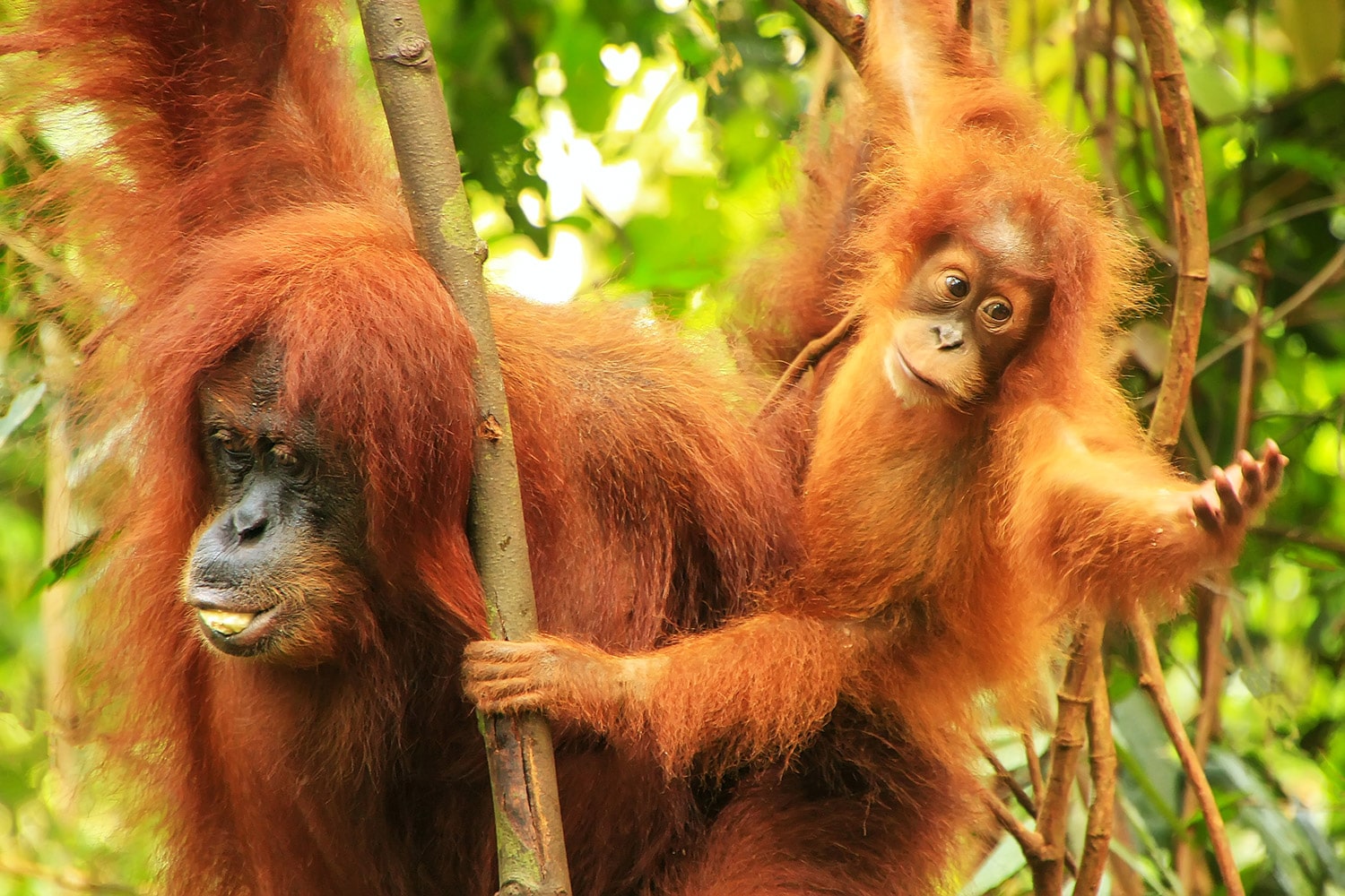 Orangutan Tour Bukit Lawang