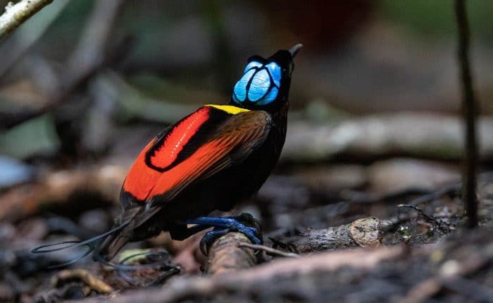 Wilson Bird of Paradise