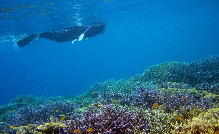 Raja Ampat Snorkeling Trip